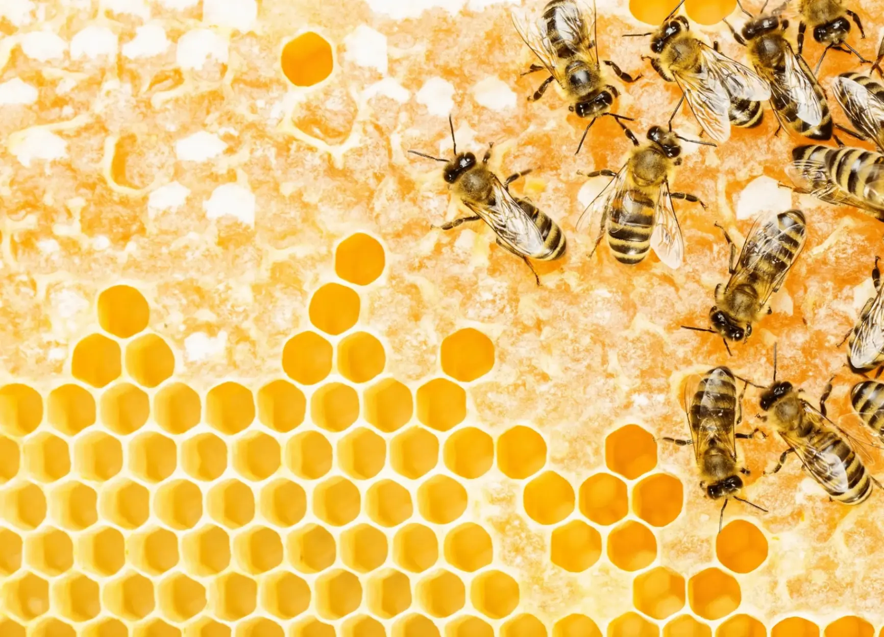 Bee Hives at the Ranch