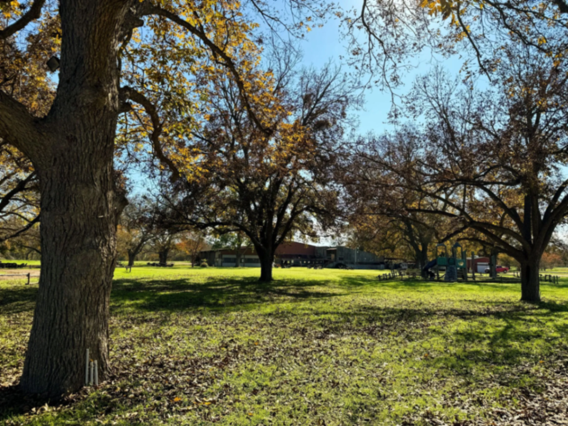 Ranch sunset longhorn vista