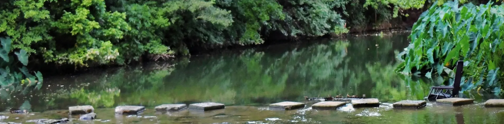 Pecan Trees Along the Creek