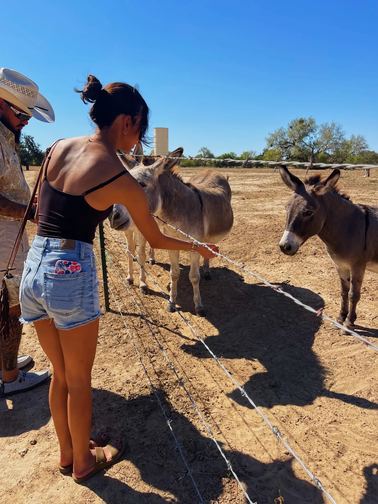 Feeding the Donkeys