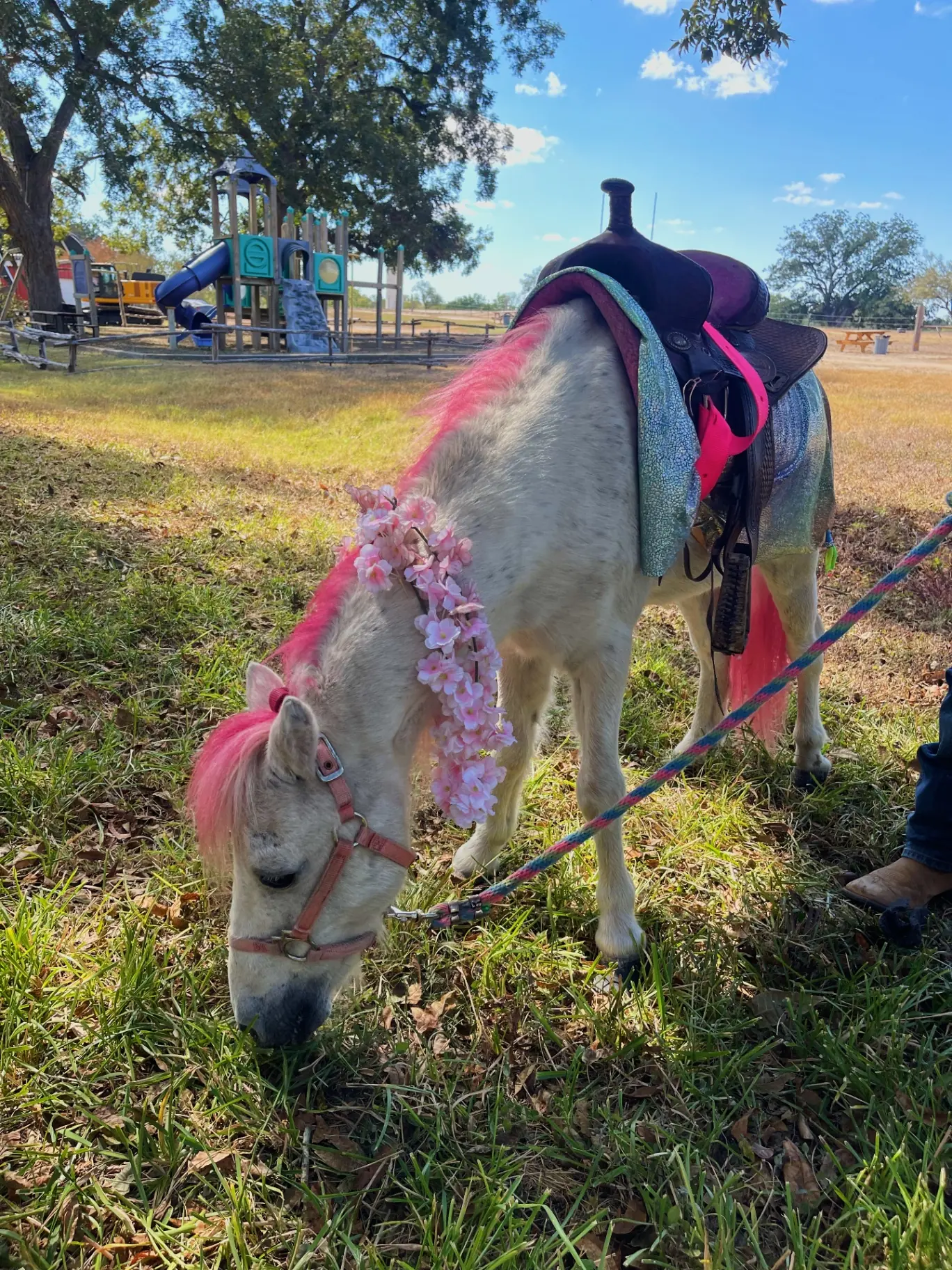 Pink Pony at the Ranch