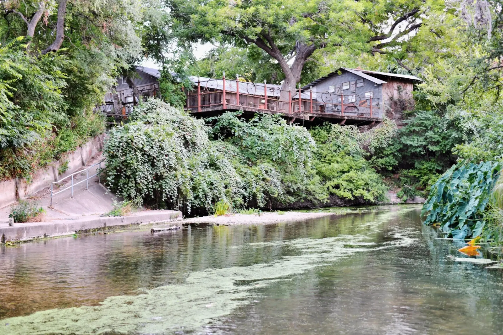 The Lily House