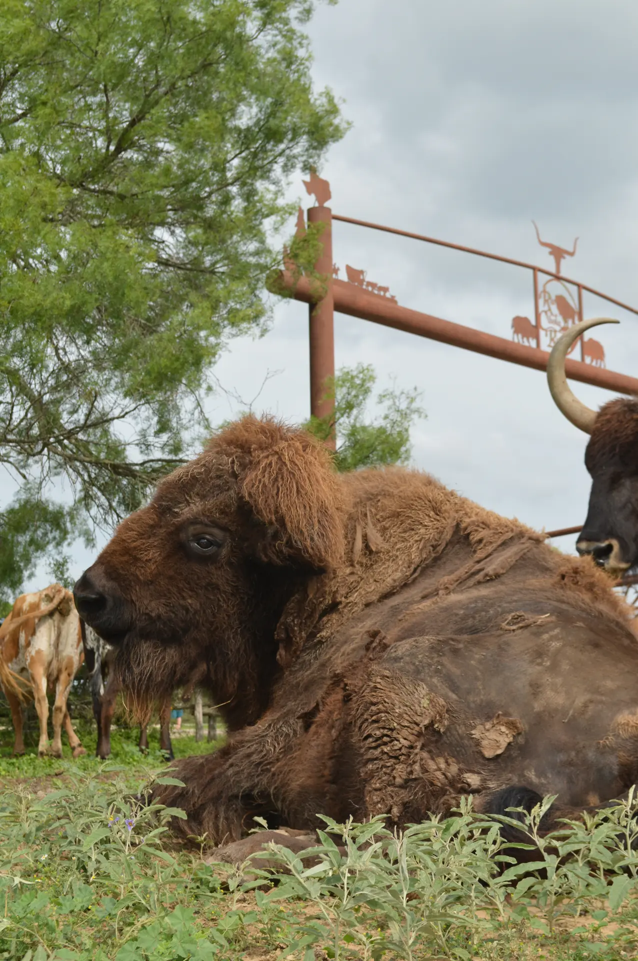 Buffalo Bonnie at the Ranch