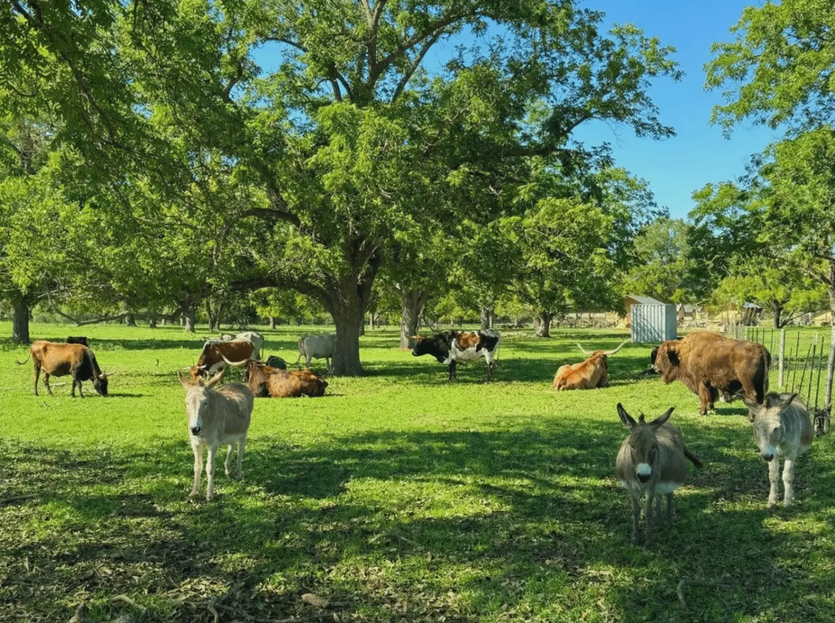 Longhorns Grazing at Sunset