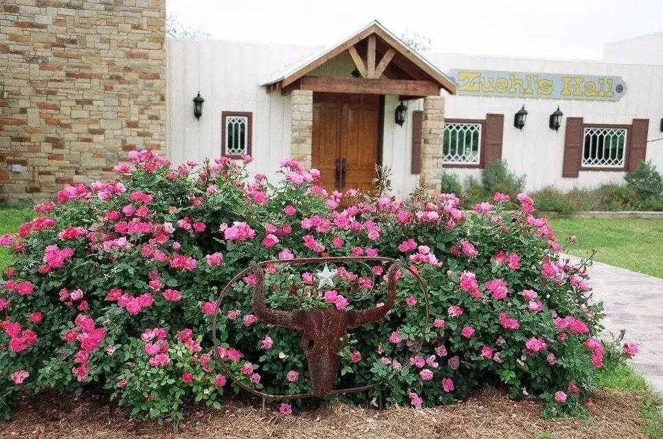 Rose garden in front of Zuehl Hall